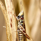 Admirable grasshopper