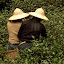 Longjing tarasy herbaciane