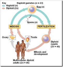 Why are gametes haploid and not diploid?