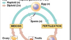 Human Life Cycle Meiosis