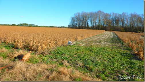 bonnies pond and soy field_006