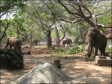Elephant Sactuary  I