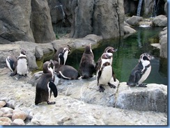 0094 Alberta Calgary - Calgary Zoo outside Penguin Plunge - Humboldt penguin