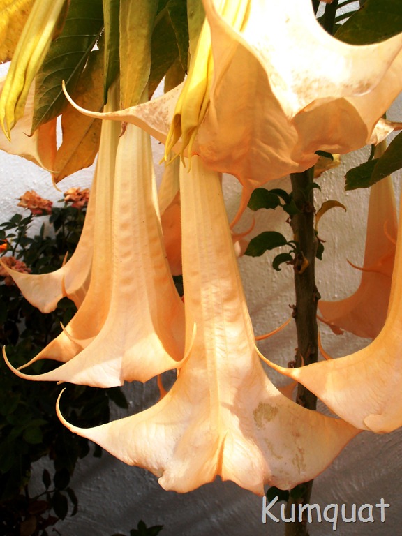 [datura%25201%255B2%255D.jpg]