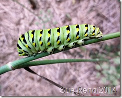 Sue Reno, Black Swallowtail Caterpillars