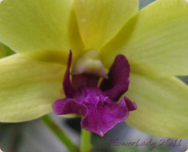 12-09-orchids3