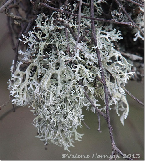 10-lichen