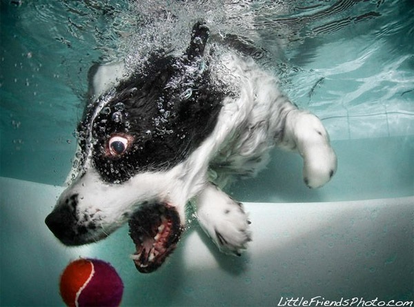 [021412_dogs_underwater_93.jpg]