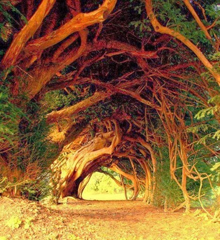 [1000-Year-Old-Yew-Tree-West-Wales%255B3%255D.jpg]