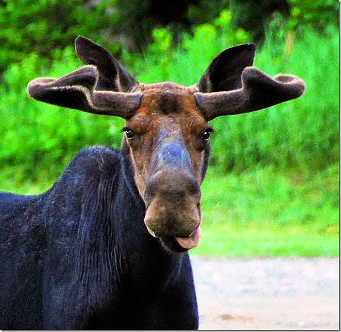 Moose Tongue