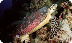 Eretmochelys_imbricata Eretmochelys_imbricata