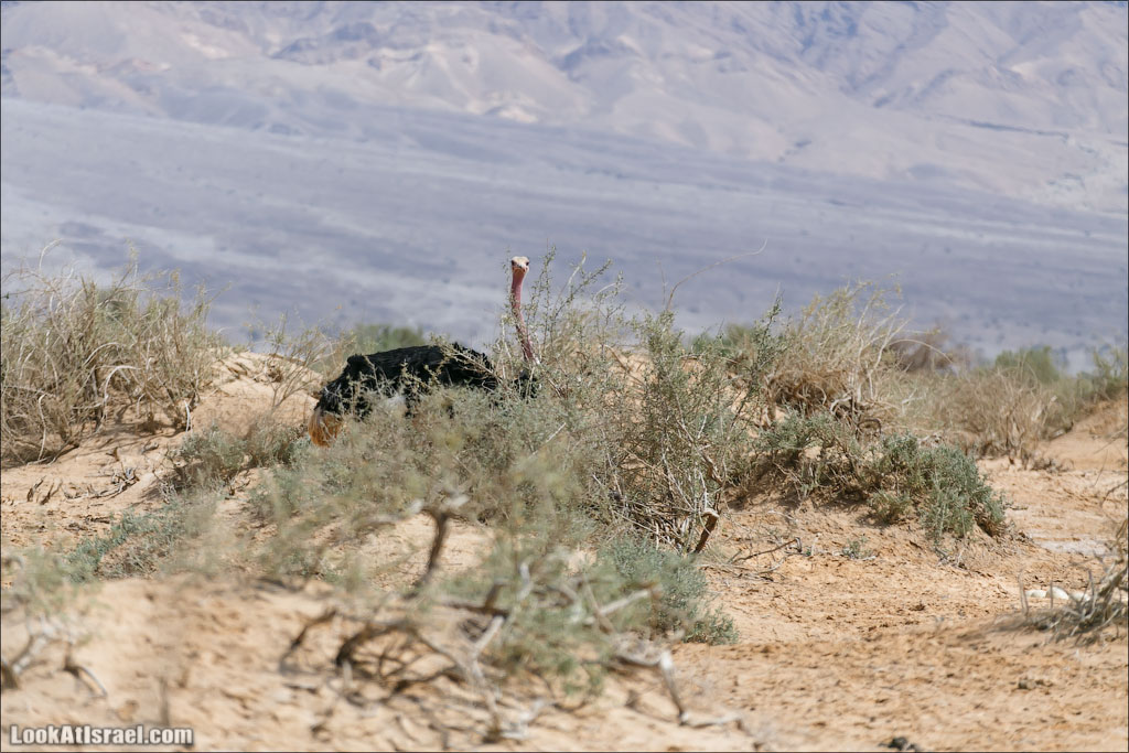 LookAtIsrael.com - Заповедник библейских животных Хай Бар | Hai Bar reserve | חי בר