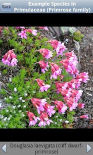 WA Conifers & Wildflowers Keys Screenshots 5