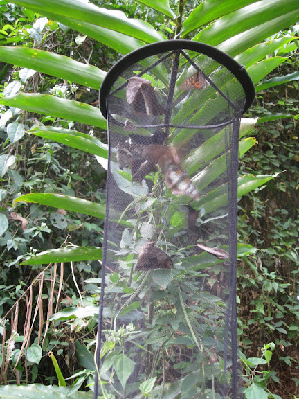 Piège. Bia National Park (Ghana), 20 décembre 2009. Photo : Henrik Bloch