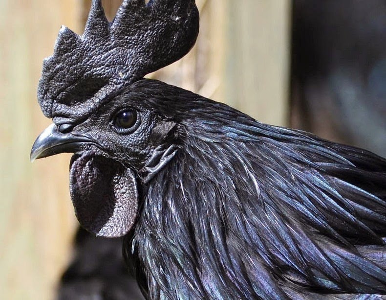 Yam Cemani: Eine seltene Huhn Rasse ist schwarz Inside Out