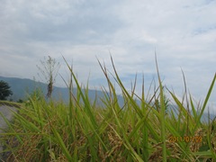 110709 122-台東池上