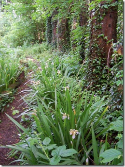 Iris foetidissima_under_trees