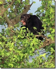 Kyambura-Gorge-A Wild-Chimp-Yelling