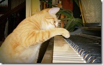 gato pianista blogdeimagenes (31)
