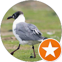 Dolores Brandon profile picture