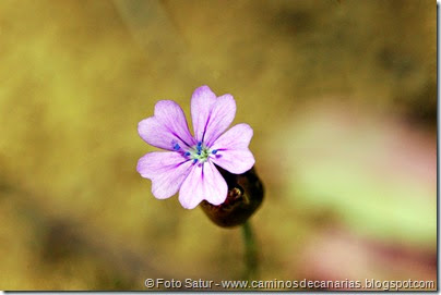5414 Circular a Firgas-R2(Clavelito silvestre) 5414 Circular a Firgas-R2(Clavelito silvestre)