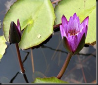LAVENDER WATER LILY 9