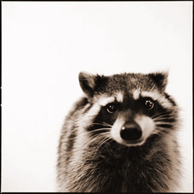 raccoon_D