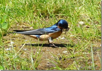 Barn Swallow with nesting material