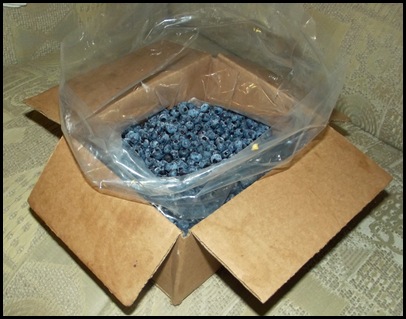 Blueberries 005