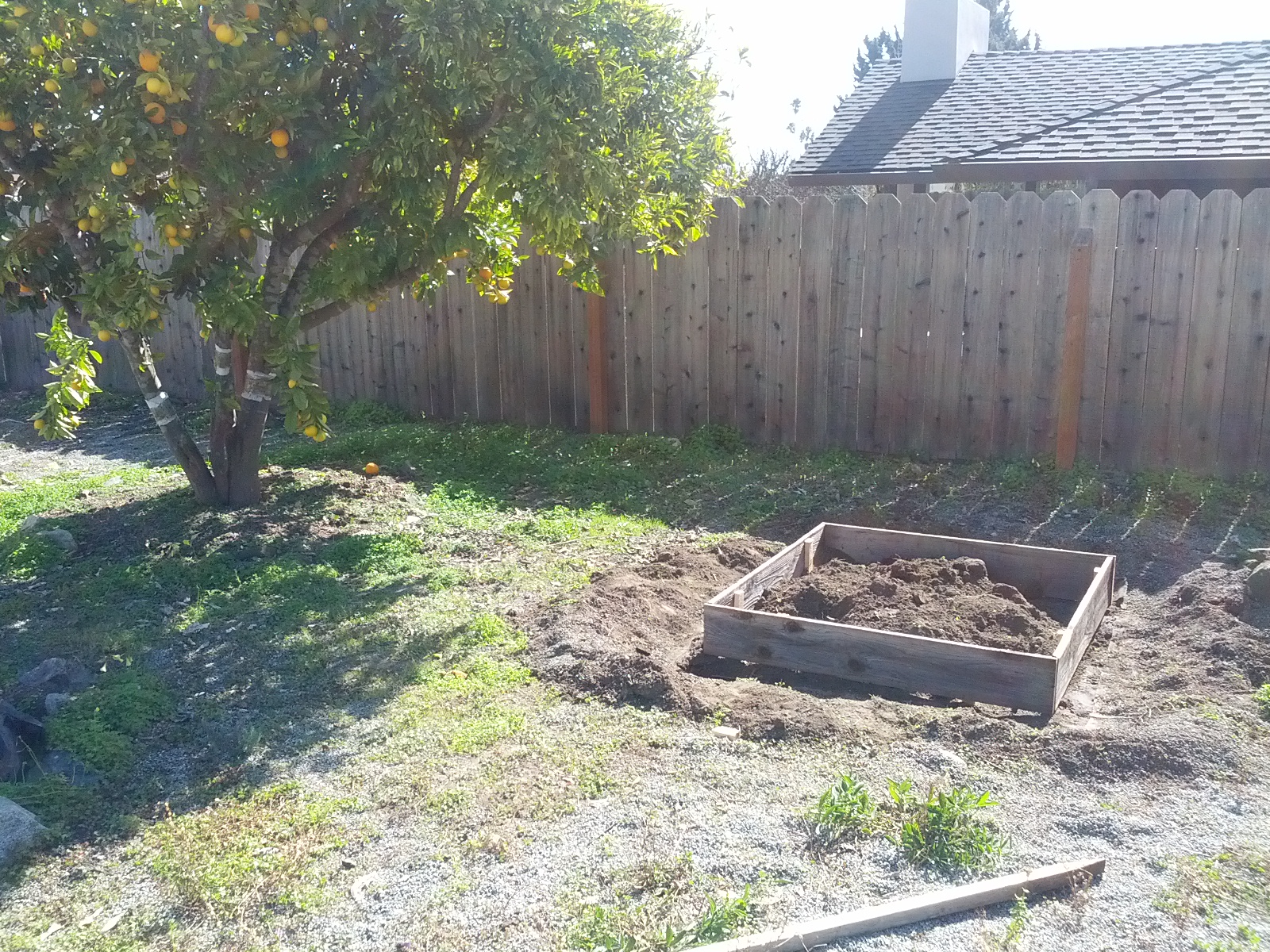 Gardening: 10 new fruit trees