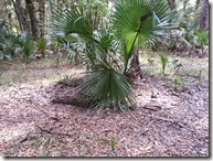 Palm in trail fork