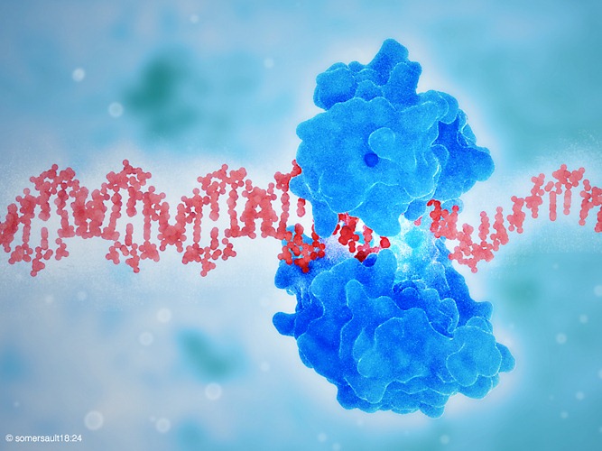 [DNA-polymerase%255B3%255D.jpg]