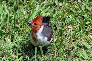 Suara burung red crested cardinal red crested cardinal