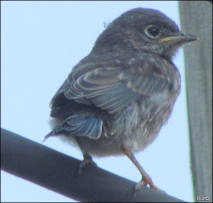 Newly fledged baby Bluebird