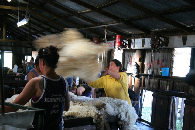 shearing fleece throw