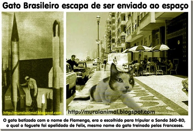 gato-espacial-brasileiro_thumb[1]