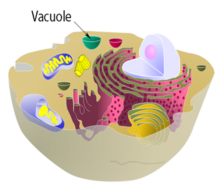 fungsi organel - organel sel