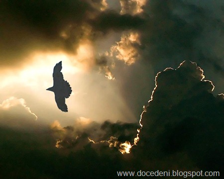 eagle-flies-in-dark-sky
