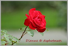 IMG_1806 The Rose