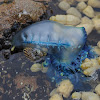 Bluebottle jellyfish / Indo-Pacific Man of War