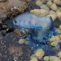 Bluebottle jellyfish / Indo-Pacific Man of War
