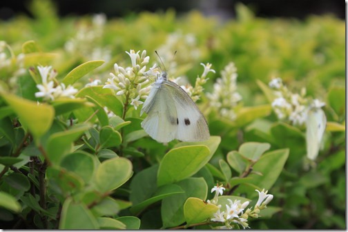 昆山城市公園，小白蝶正在愉快地吸取花蜜呢！ 