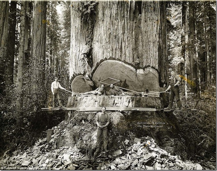 Lumberjacks-From-California-1-800x632