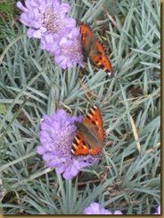 IMG_0013 Butterflies on Cornflowers