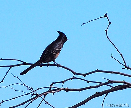 Phainopepla in wash 11-4-2009-kab