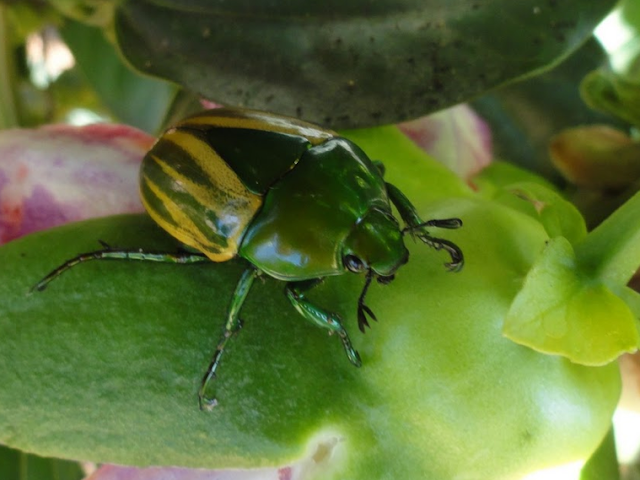 Coléoptère : Rutelidae : Macraspis sp. Colider (Mato Grosso, Brésil), janvier 2010. Photo : Cidinha Rissi