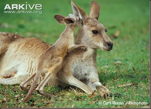 ARKive image GES061530 - Eastern grey kangaroo