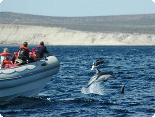 delfines-en-puerto-madryn
