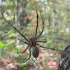 Funnel Web Grass Spider
