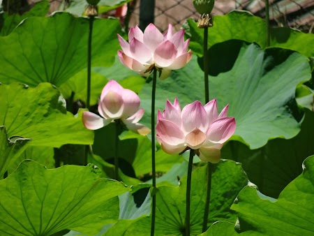 Obiective turistice Mauritius: Flori de lotus
